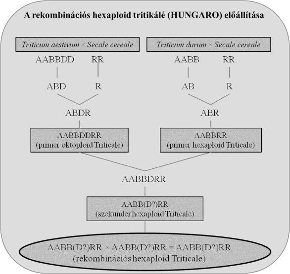 1.ábra. Rekombinációs hexaploid triticale (Hungaro) előállítása Figure 1.