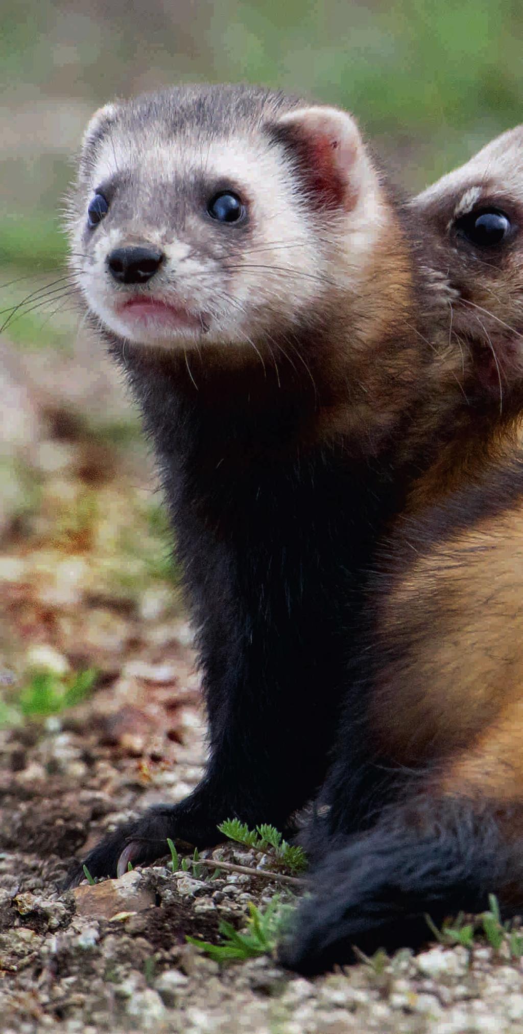 függelékében, mint fokozottan védett faj szerepel. IUCN besorolása: kismértékben veszélyeztetett (LC).