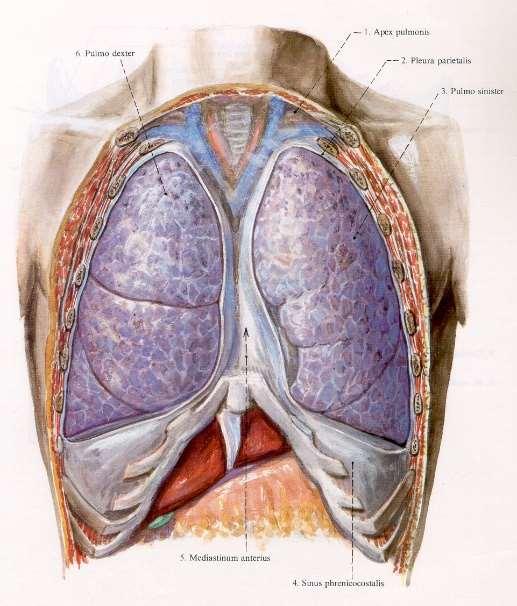 A tüdő A tüdő a mellüregben található páros szerv, oldalról a mellkasfal, alulról a rekeszizom határolja, felső csúcsa a kulcscsont síkjáig nyúlik. Alakjuk kúphoz, állományuk szivacshoz hasonlítható.