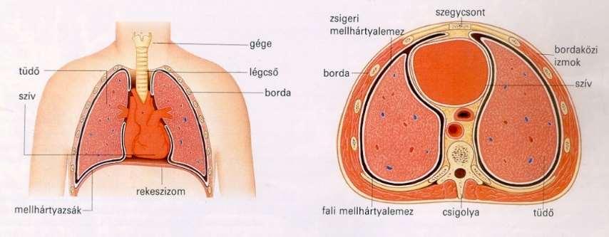 A mellhártyának két lemeze van, a külső lemez a mellkas belső felszínére, a belső lemez a tüdő külső felszínére tapad.