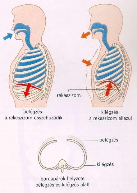 Az aktív izomösszehúzódásoknak köszönhetően a mellüreg térfogata megnő, a tüdőben a nyomás lecsökken, a levegő kívülről a tüdőbe áramlik. Nyugodt belégzés estén egyszeri légvétellel kb.