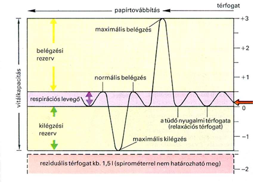 16 5. Melyik szakasz modellezi ebben a példában a légzőizmok összehúzódásának fázisát? A) A 2. és 3. másodperc közötti. B) A 3. és 4. másodperc közötti. C) A 2. és 4. másodperc közötti. D) A 2. és 5.