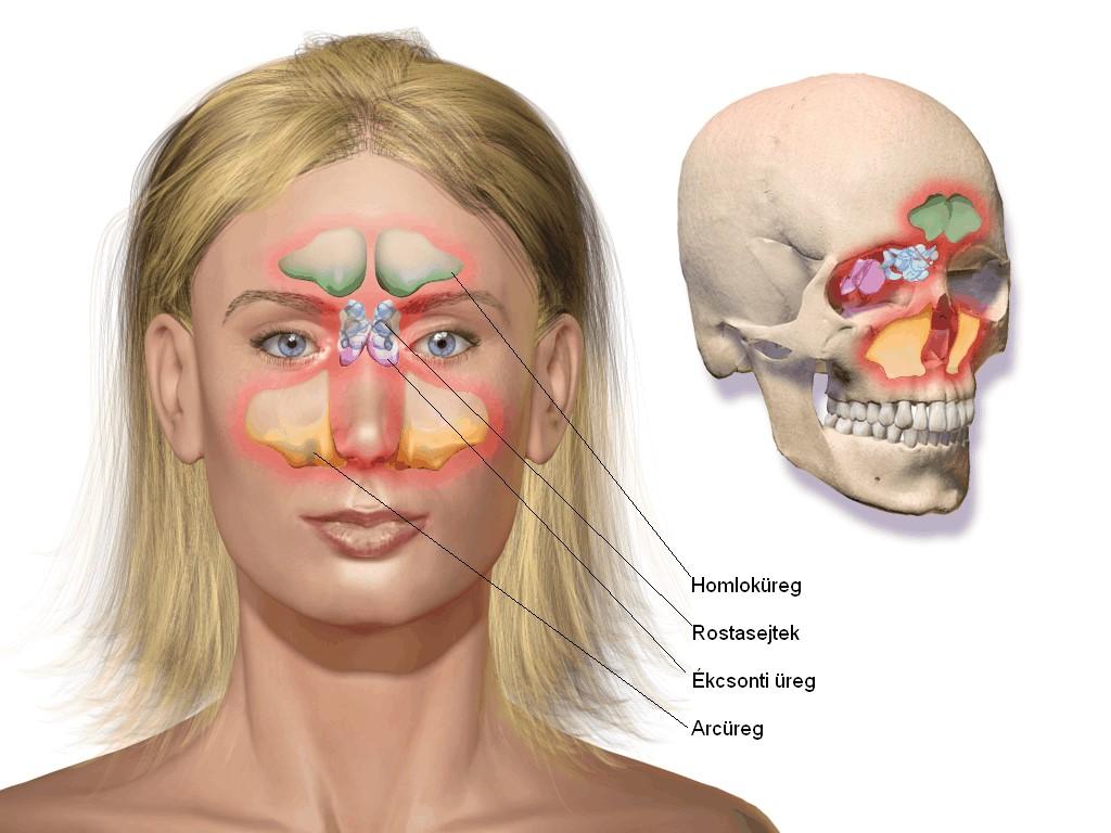 A külső orr Részben csontos - orrcsont, felső állcsont, részben porcos, részben tömör kötőszövetből tevődik össze.