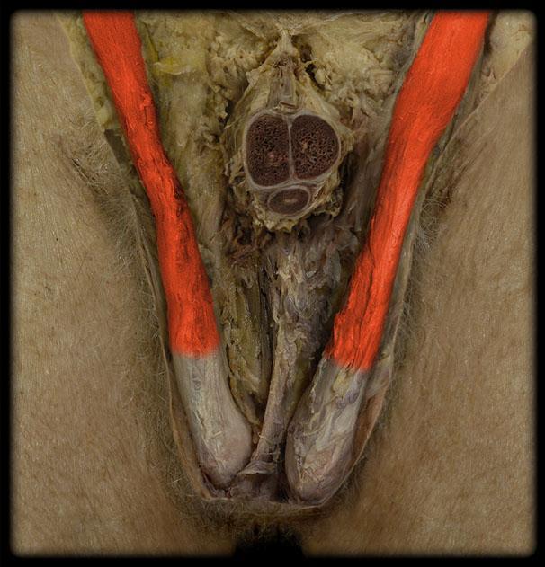 Funiculus