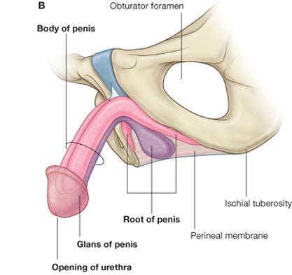 Penis