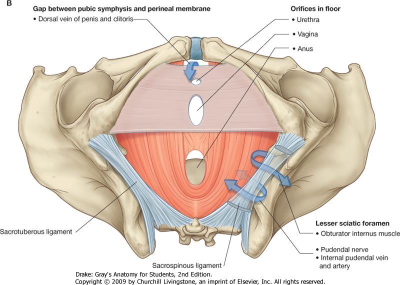 Diaphragma