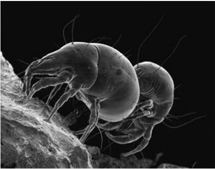Linimentum scabidium Emulziók Scabies (rühesség) kezelésére. Külsőleg.