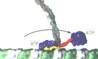 Intermedier filamentumok Mikrotubulus