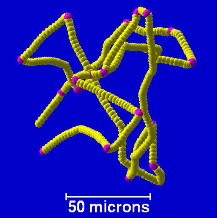 E.coli