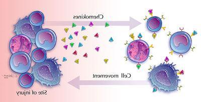 Kemokinek termelődése és célsejtek Kemokinek Sejtek migációja Kemokin termelő sejtek Kemokinek célsejtjei CXC CC CX 3 C CXC CC CX 3 C kemokin kemokin kemokin kemokin kemokin kemokin monocita monocita