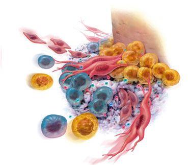 Osteoblastok, fibroblastok és