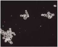Saccharomyces cerevisiae (a közönséges sütőélesztő változatai), Sacch. pastorianus, Sacch. carlsbergiensis Az élesztők fakultatív anaerob szervezetek = oxigén jelenlétében és anélkül is szaporodnak.