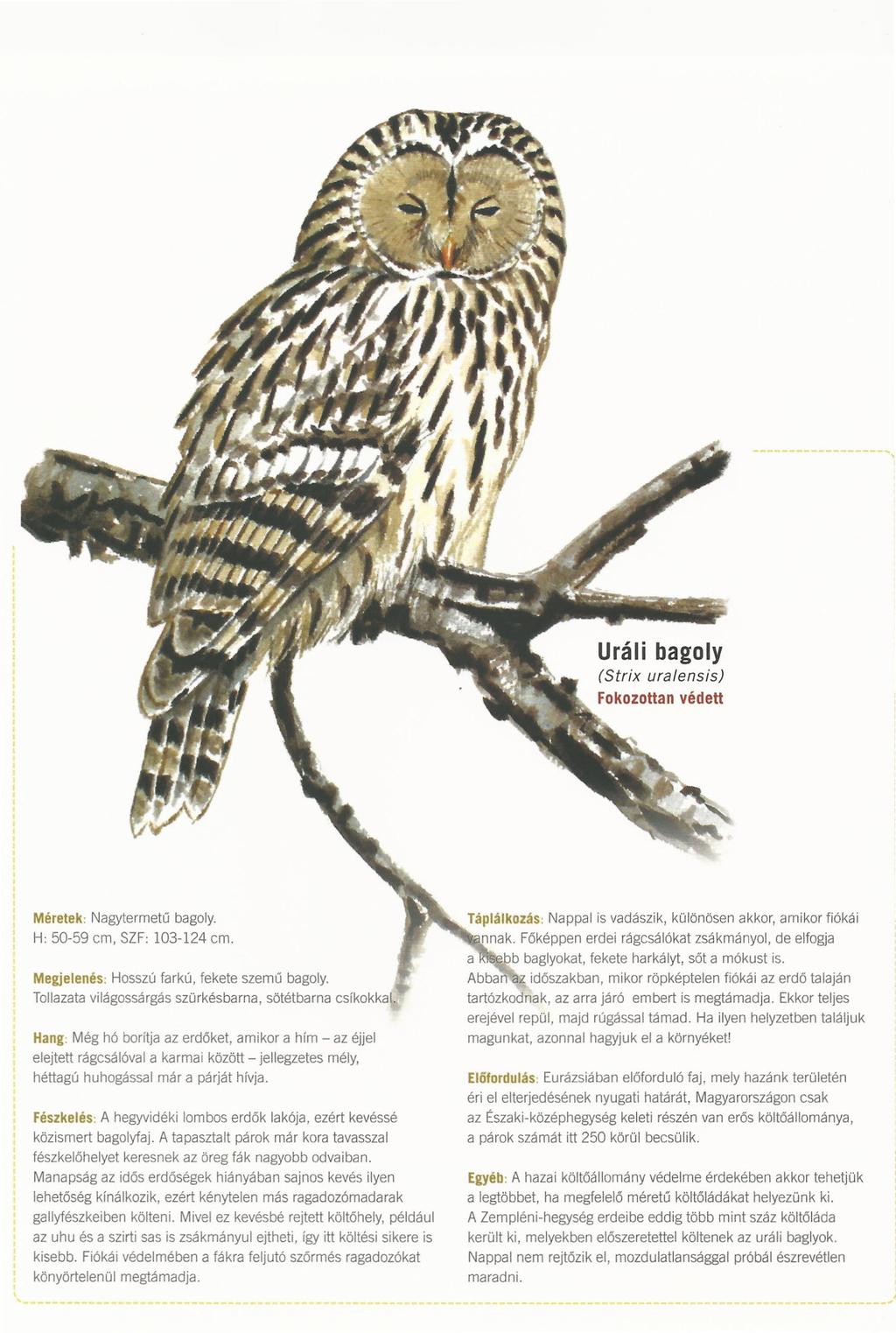 Méretek: Nagytermetú bagoly. H: 50-59 cm, SZF 103-124 cm. Megjelenés: Hosszú farkú, fekete szemű bagoly. Tollazata világossárgás szürkésbarna, sötétbarna csfkekkal.