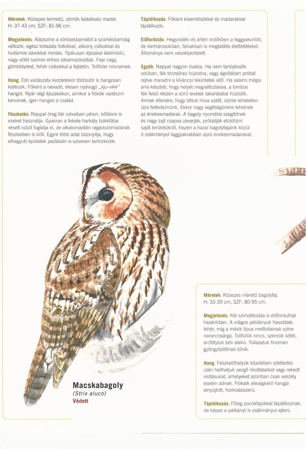 ,, Méretek: Közepes termetű, zömök testalkatú madár. Táplálkozás: Főként kisemlősökkel és madarakkal H: 37-43 cm, SZF: 81-96 cm. táplálkozik.