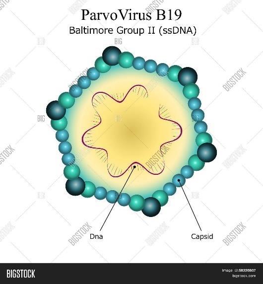 Egyéb virális TTI fertőzések: Parvovírus-B19 (1974) Erythema infectiosum (5.