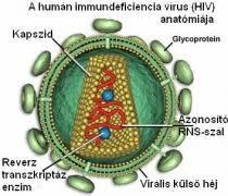 Virális TTI fertőzések-klasszikus vírusok: Humán Immundeficiencia vírus-1 & (HIV-2) Globális prevalencia=35 millió Incidencia=2,3 millió/év Hazai P=3344 fő; I=228 (2016)
