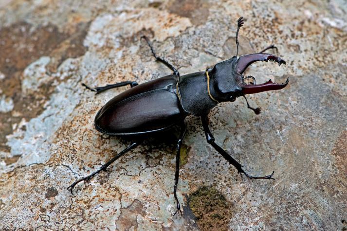 szarvasbogár (Lucanus cervus) gyászcincér (Morimus funereus)