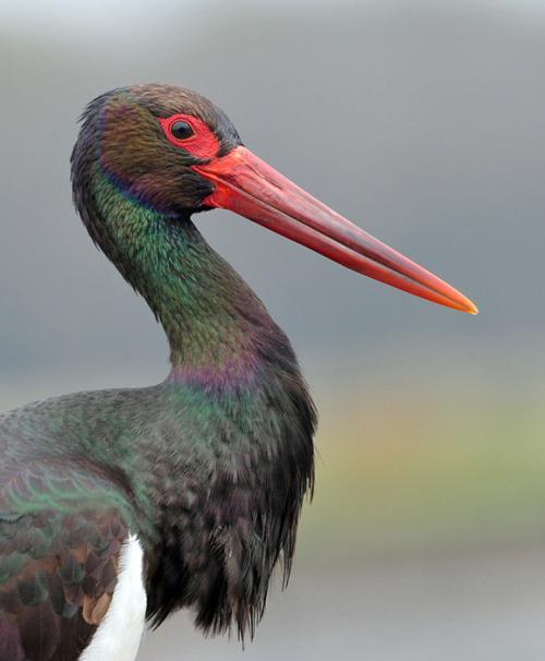 (Milvus milvus) szirti sas (Aquila chrysaetos) parlagi sas (Aquila heliaca) békászó sas (Aquila pomarina)