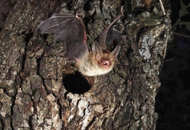 Erdőlakó denevérek Valódi erdőlakó (faodvakban, kéreg alatt megbúvó) denevérek: nyugati piszedenevér (Barbastella barbastellus) nagyfülű denevér (Myotis bechsteini) tavi denevér (Myotis dasycneme)