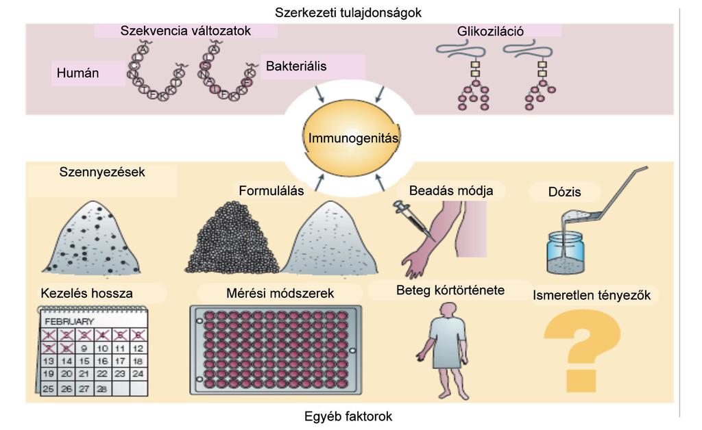 148 GYÓGYSZERÉSZET 2014. március 3. ábra: Immunogenitást okozó és befolyásoló tényezők [7] dózis, kezelés hossza, egyéb betegségei és gyógyszerelése; 3. Ismeretlen eredetű faktorok. 1.