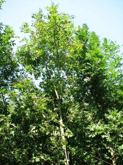12. ábra: Balra a