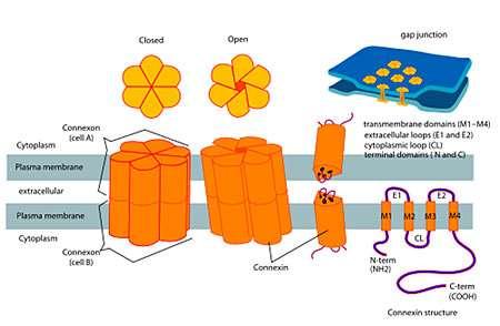 connexin homo és heterokomplexek eltérő