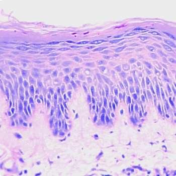Többrétegű elszarusodó laphám Állandóan újraképződő sejtek fokozatosan szaruanyaggá alakulnak (keratin-tonofibrillum) a felszín felé tolódnak elhalnak Rétegei: (4)-5 3 2 1 vékony bőr 1.Str.