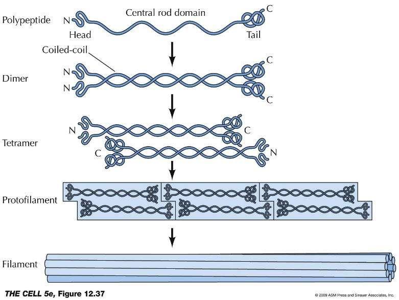 Intermedier