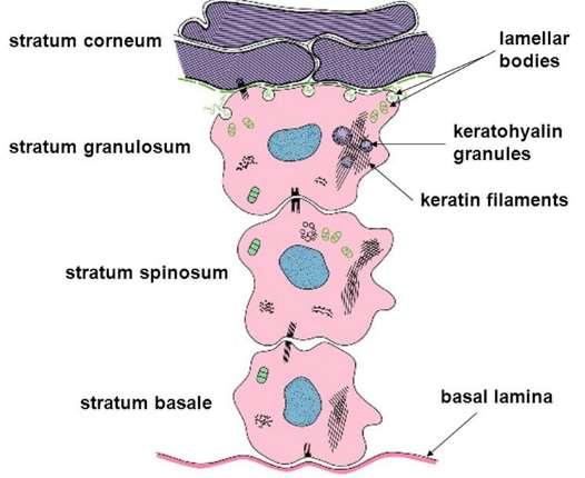 and atopic dermatitis: Essential topics to prevent the