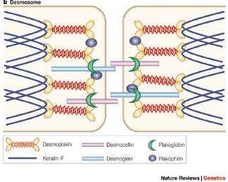 desmoglein