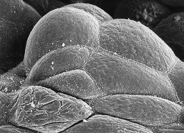 legalsó, henger alakú sejtek-basalis sejtek 2. poligonalis parabasalis sejtek körtesejtek 3.
