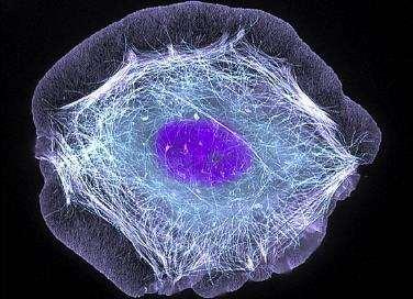 A cytoskeleton összetétele