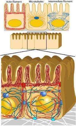 Mikrofilamentumok - actin