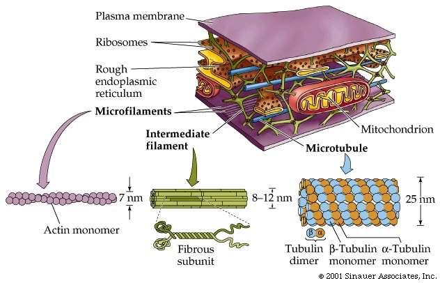 Microtubulus, micro- és