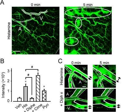 Blood Flow and Endothelial Barrier