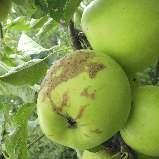 melkedő hatású készítmény az almavarasodás ellen Kultúra Károsító Dózis