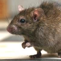 Rágcsálóirtó szerek Storm Kiemelkedő hatékonyság patkányok és egerek elleni védekezésben!