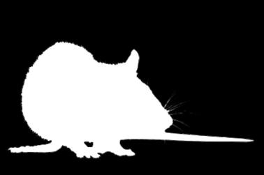 kategóriájú irtószer Ellenszere: K vitamin 1 2 év Bonirat szemes csalétek Kedvező ár-érték arány jellemzi az egerek és patkányok elleni védekezésben. A piac legújabb, közkedvelt résztvevője.