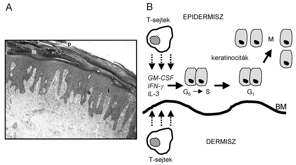 Széll Bata-Csörgõ Sonkoly Dobozy Kemény Genomikai kutatások sejtjeinek immunfenotípusát (Bos, 1999).