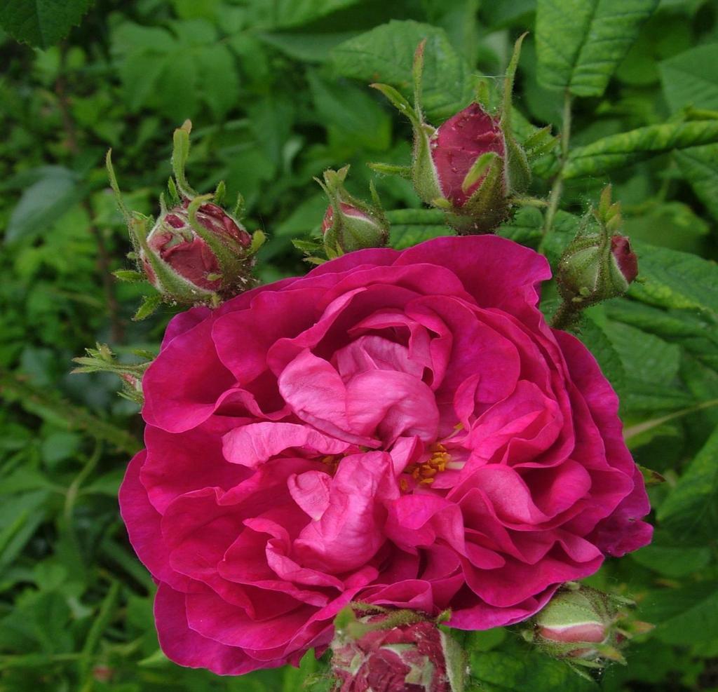 egészséges levelét, a büdös rózsa (Rosa foetida HERRM.) gombabetegségekre való fogékonyságát örökítette. Az Ázsiában ősidők óta olajnyerésre használt damaszkuszi rózsa (Rosa damascena MILL.