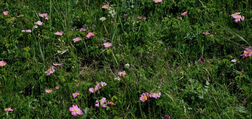 DC.) serege: levelük zöldalma vagy terpentin illatú. E csoportba tartozik az európai elterjedésű, nevével ellentétben igen erősen illatos illattalan rózsa (Rosa inodora FR.