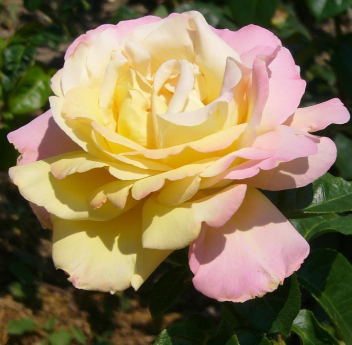 Persian