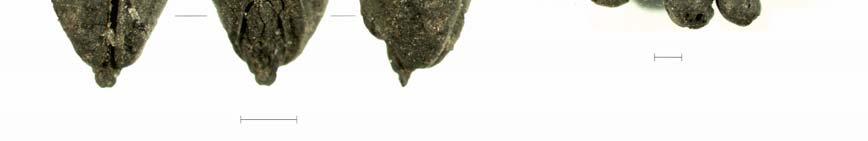 archaeological site. Bar = 1 mm. 5a: Common oat (Avena cf.