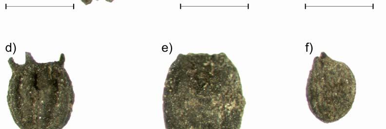 minta); 6d: egynyári szikárka (Scleranthus anuus L., Obj: 65, Str: 132, 20. minta); 6e: zöld/ragadós muhar (Setaria viridis (L.) P. Beauv./verticillata (L.) P. Beauv., Obj: 65, Str: 132, 20. minta); 6f: mezei tarsóka (Thlaspi arvense L.