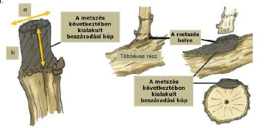 A szőlő többéves fás részeihez (kordon és/vagy törzs) közel eső nagy felületű metszési sebek váltják ki a fás részek elhalását, melyek valószínűleg nagyobb arányú fertőzöttséget és a nedvkeringés