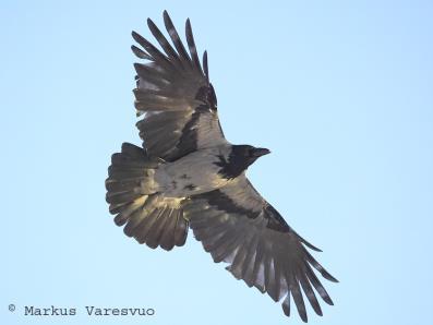 (Corvus