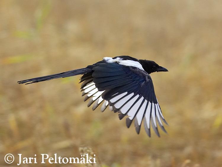 vonuló faj; madarászok becslései alapján 4900-6000 fészkelő pár lehet jelenleg az országban; a vadgazdálkodók adatai alapján 2015 tavaszán 43995 egyed volt nálunk; Élőhely -