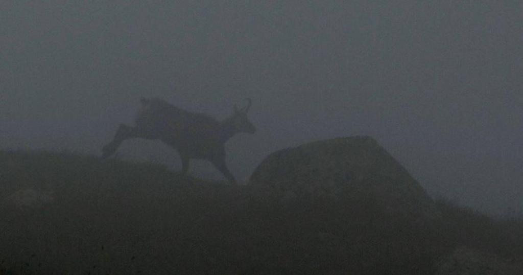 A zerge Tátrában endemikus alfaja (Rupicarpa rupicarpa ssp.