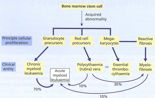 CMPD Chronicus myeloid leukemia (CML) Mo-n évi 200 új eset Polycythaemia vera (PV) Mo-n évi 100 új eset