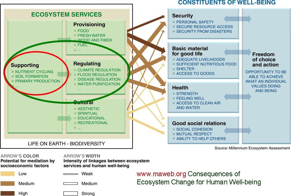 Az ökológiai-rendszer szolgáltatásainak hatása a társadalmi jólétre a Millennium Ecosystem Assessment kutatás alapján A természet áldásait biztosító 3 alap folyamat: Tápanyag körforgás Biomassza